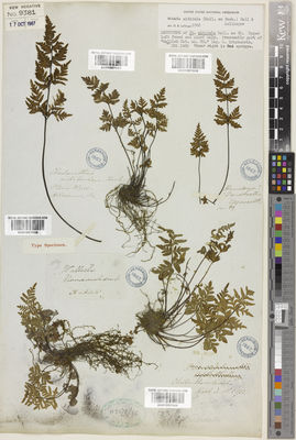 Kew Gardens K001057956:  s.coll. [89]