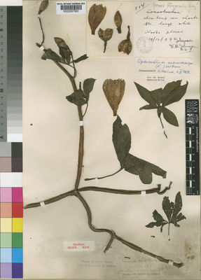 Kew Gardens K000097365:  Johnson, W., H. [514]