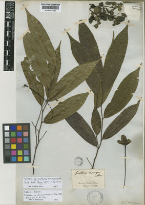 Kew Gardens K000487260:  s.coll. [712] Brazil