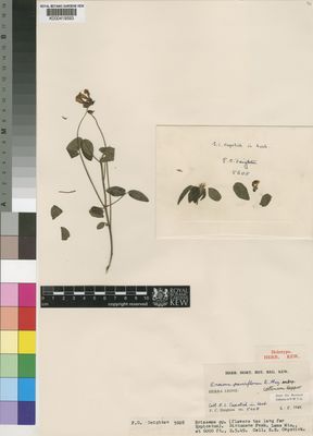 Kew Gardens K000419593:  Capstick, E.S. [5608] Sierra Leone