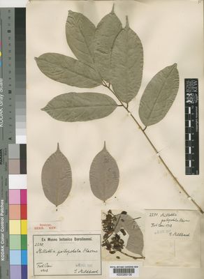 Kew Gardens K000263130:  Mildbraed, J. [2290] Congo, Republic of the