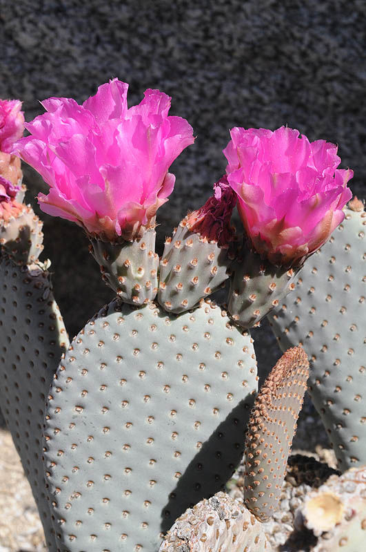 Opuntia basilaris Engelm. & J.M.Bigelow | Plants of the World Online ...