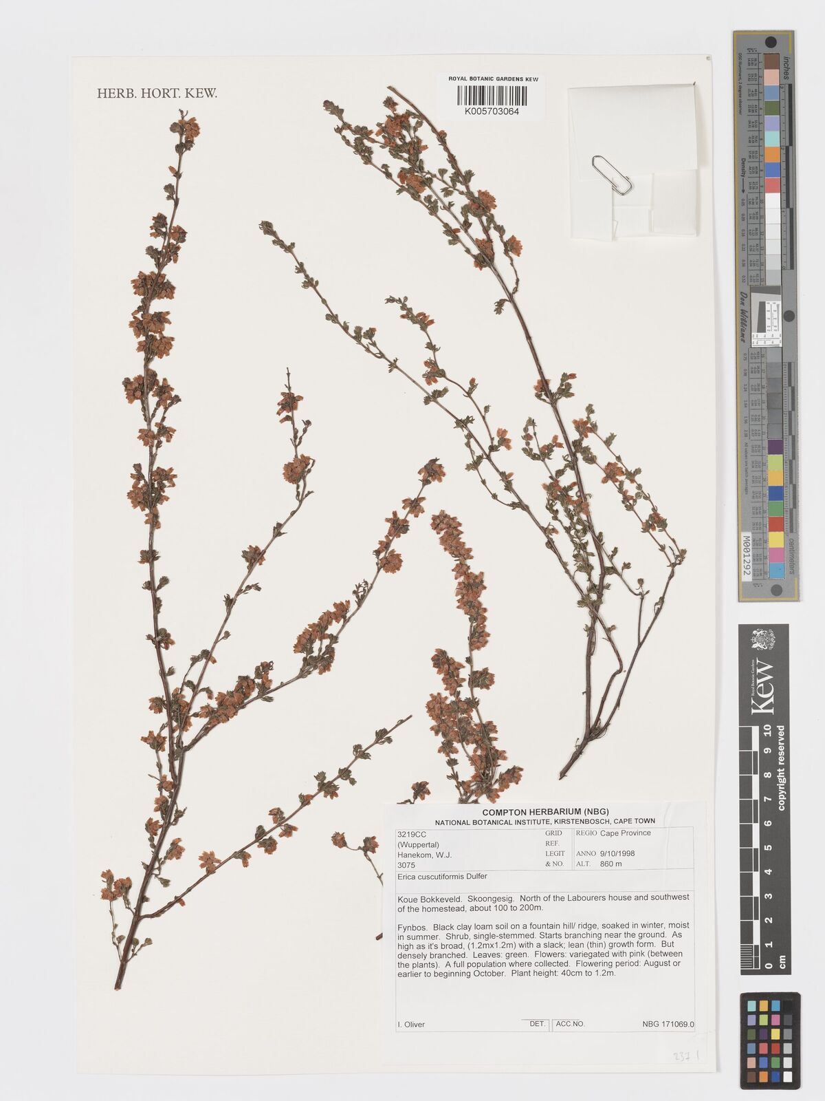 Erica cuscutiformis