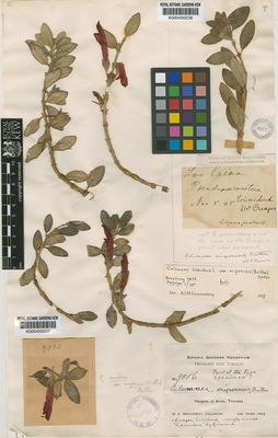 Kew Gardens K000450238:  s.coll. [s.n.]