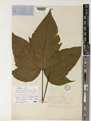 Kew Gardens K000237326:  Wallace, A.R. [s.n.] Borneo