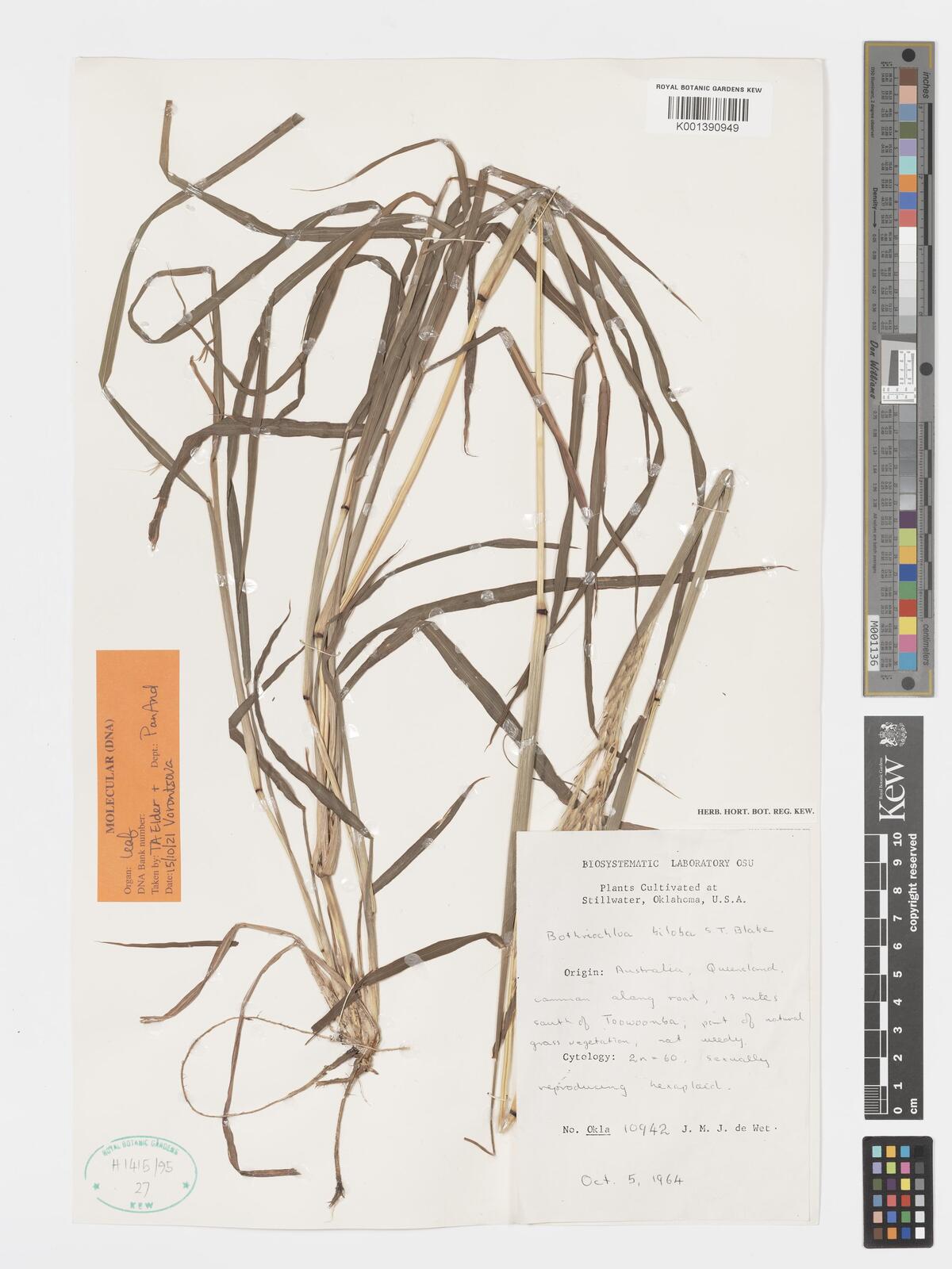 Bothriochloa biloba