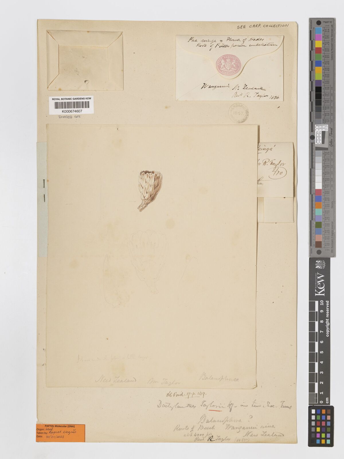 Kew Gardens K000674607:  Taylor, R. [s.n.] New Zealand