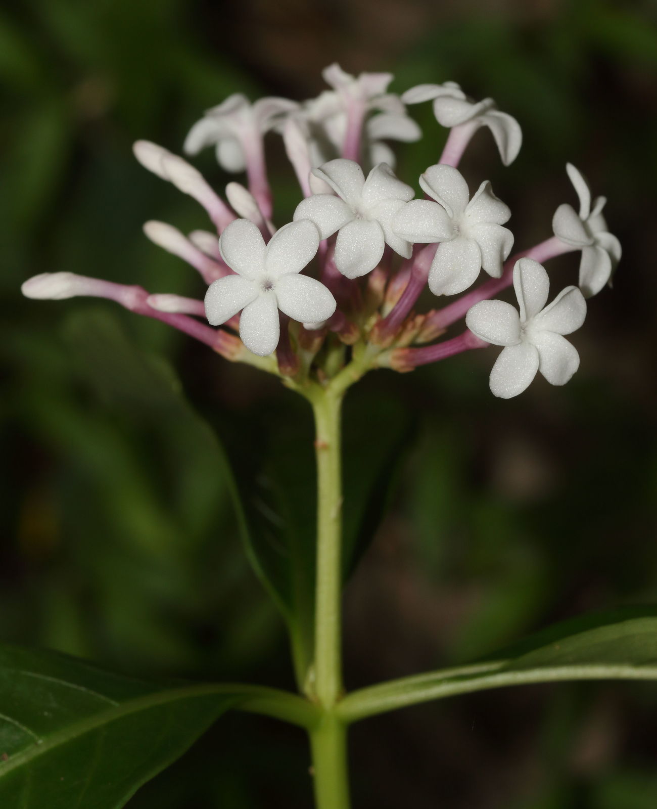 rauvolfia serpentina (l.) benth. ex kurz | plants of the world