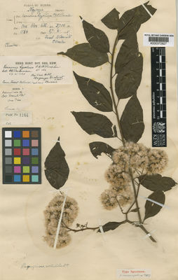 Kew Gardens K000372827:  Parkinson, C.E. [1164] BU