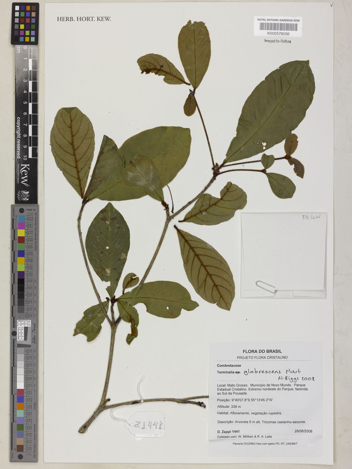 Terminalia glabrescens Mart. | Plants of the World Online | Kew Science