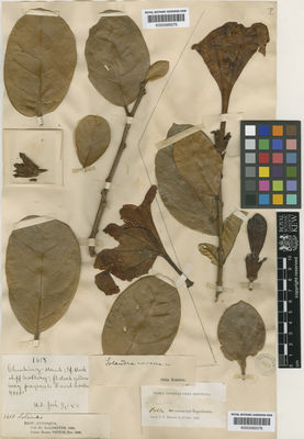 Kew Gardens K000585076:  Holton, I.F. [s.n.] Colombia