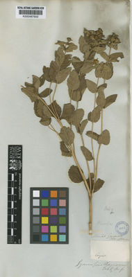 Kew Gardens K000487602:  Claussen [s.n.] Brazil