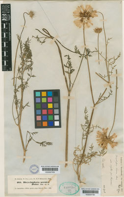 Kew Gardens K000697360:  Haussknecht, C. [s.n.] Iran