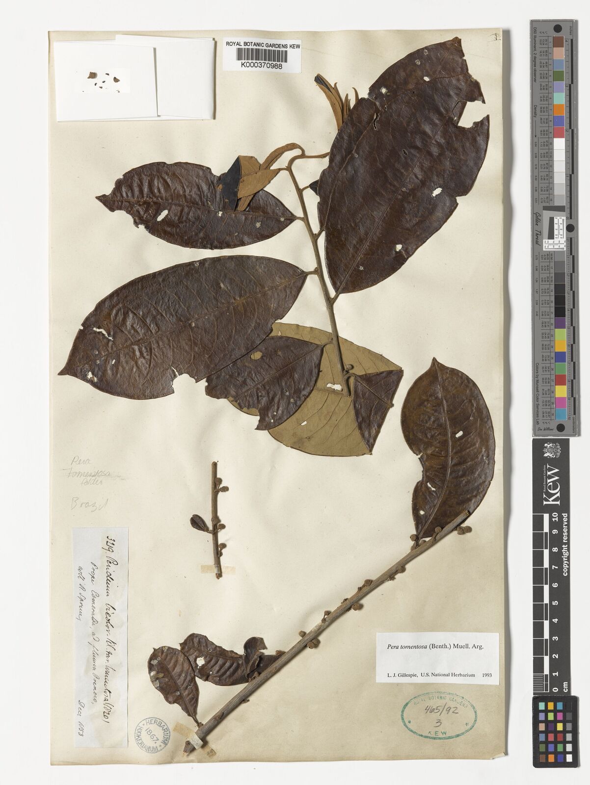 Kew Gardens K000370988:  Spruce, R. [3219]