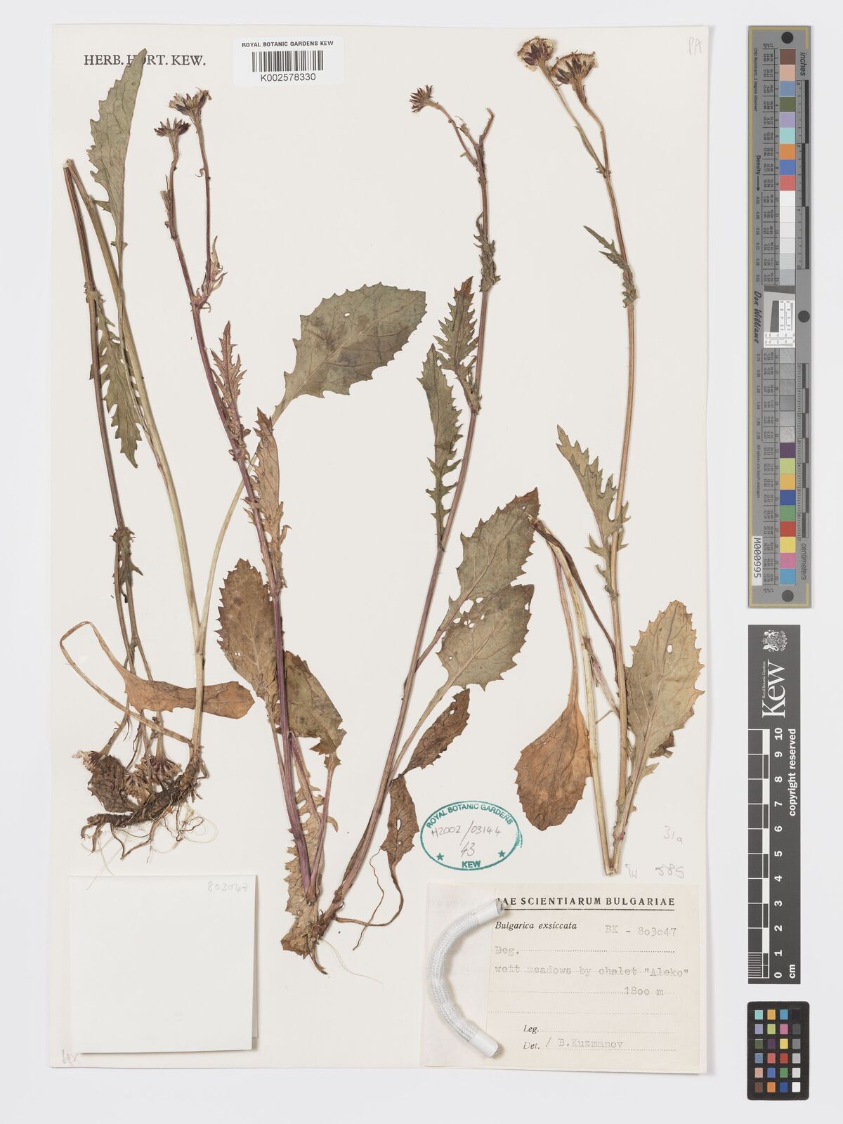 Senecio erubescens