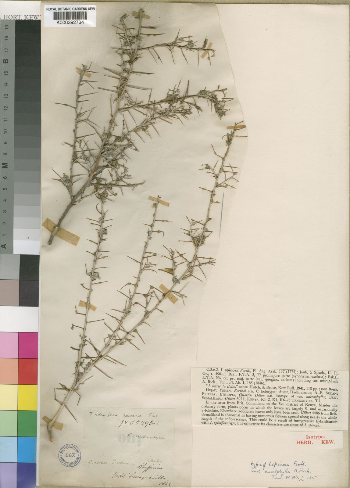 Indigofera spinosa Forssk. | Plants of the World Online | Kew Science