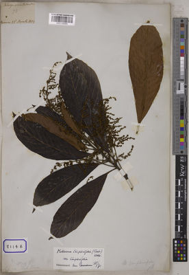 Kew Gardens K001128986:  s.coll. [Cat. no. 8114] India