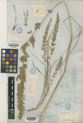 Kew Gardens K000245084:  Wight, R. [1775] India