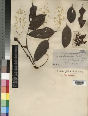 Kew Gardens K000263141:  Talbot, P. [583] Nigeria