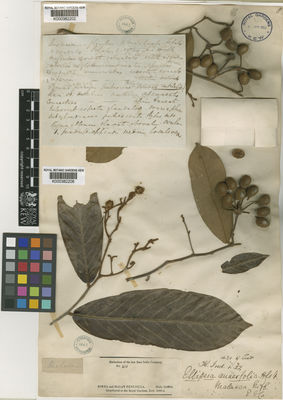 Kew Gardens K000382202:  s.coll. [s.n.]