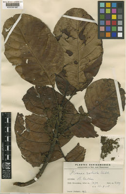 Kew Gardens K000381967:  s.coll. [4009] Suriname