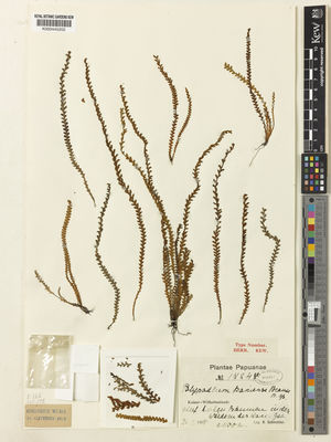 Kew Gardens K000445202:  Schlechter, R. [17247] Papua New Guinea