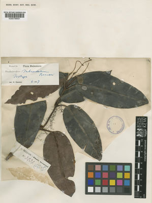 Kew Gardens K000789001:  Beccari, O. [3231]