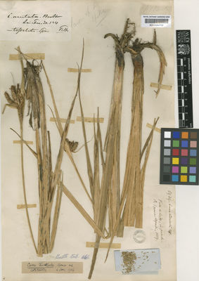 Kew Gardens K000584702:  Spruce, R. [5939] Ecuador