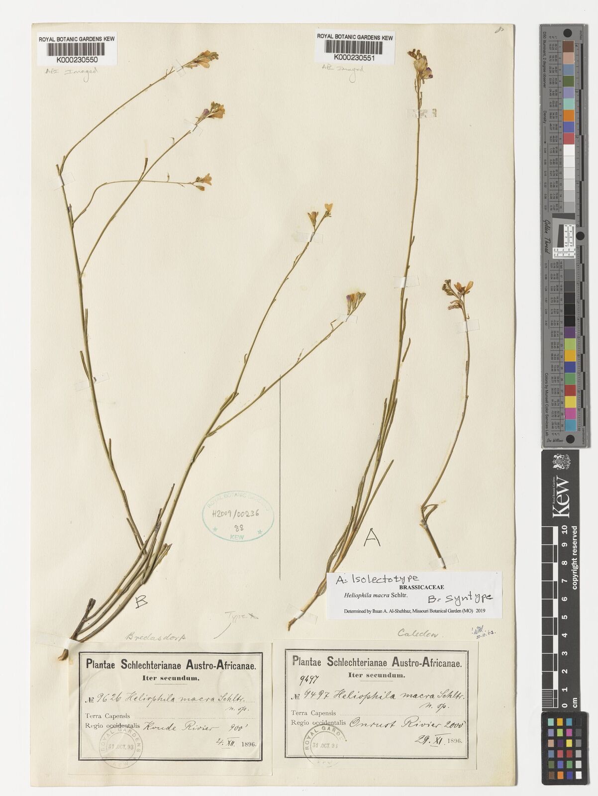 Kew Gardens K000230551:  Schlechter [9497] South Africa