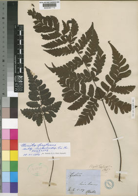 Kew Gardens K000351110:  Barter [s.n.] Sierra Leone