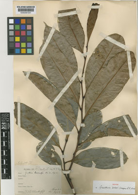 Kew Gardens K000487251:  Krukoff, B.A. [5589] Brazil