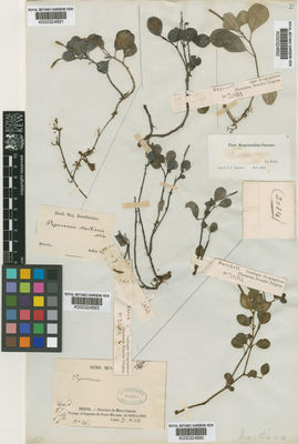Kew Gardens K000324692:  Holton, I.F. [s.n.] Colombia
