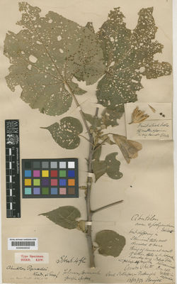 Kew Gardens K000659532:  Rowjee [s.n.] India