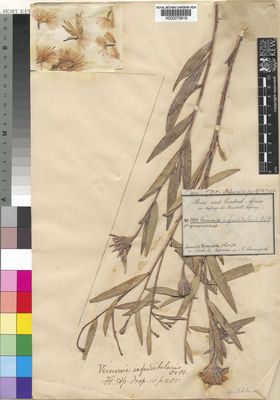 Kew Gardens K000272916:  Schweinfurth, G. [2892] Sudan