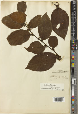 Kew Gardens K001097420:  s.coll. [s.n.] Indonesia