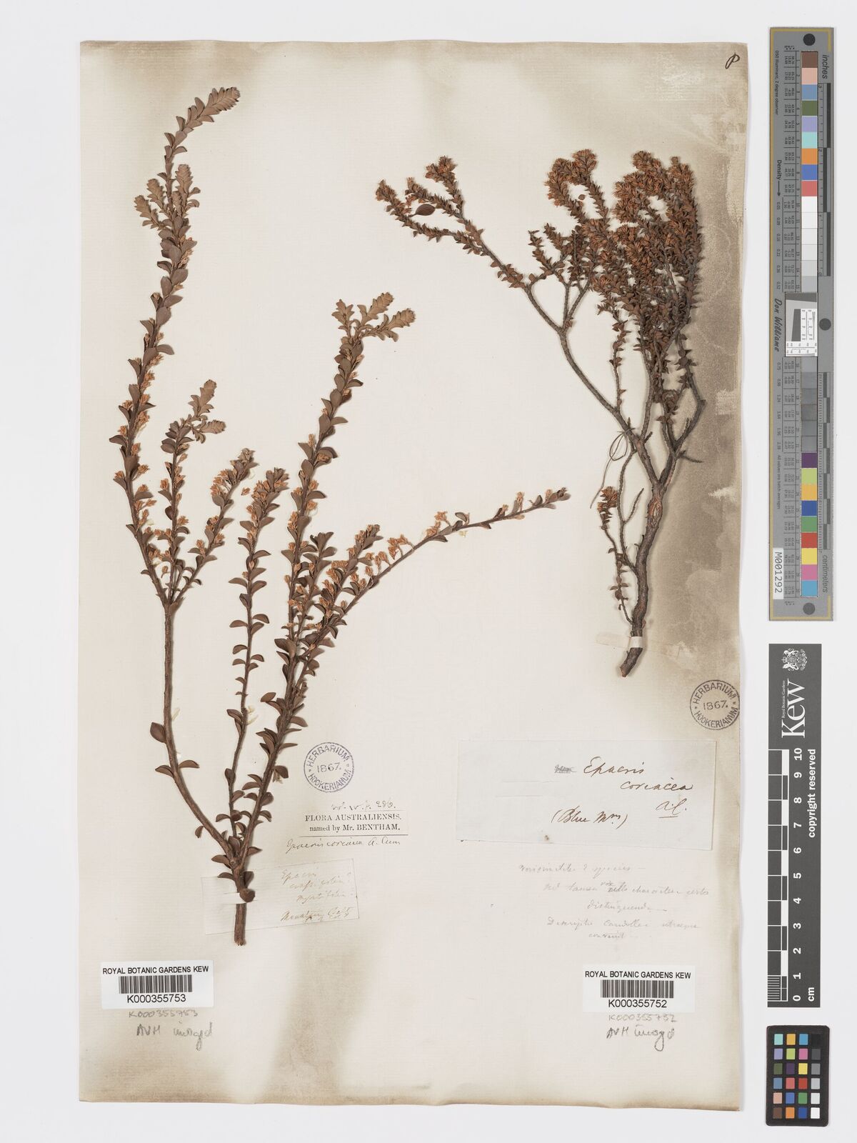 Epacris coriacea