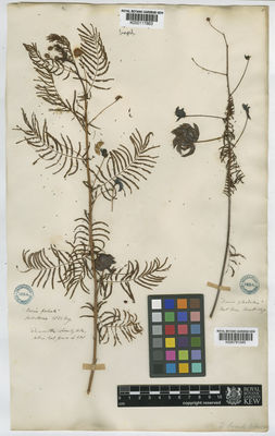 Kew Gardens K000791045:  s.coll. [s.n.] Northern America