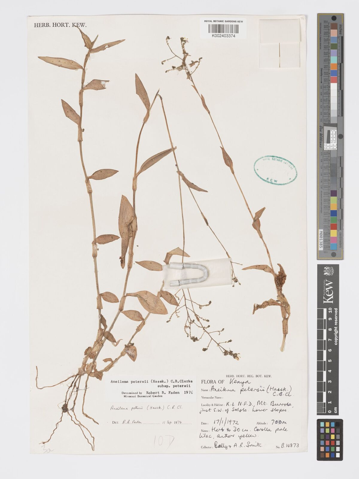 Aneilema petersii