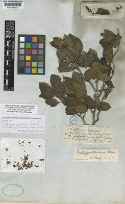 Kew Gardens K000486027:  Hartweg, K.T. [s.n.] Ecuador