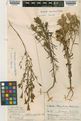 Kew Gardens K000438901:  Pearce, R. [s.n.] Bolivia