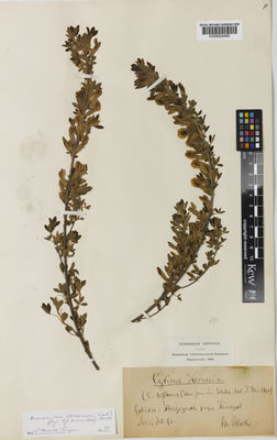 Kew Gardens K000829482:  Blocki, B. [s.n.] Poland