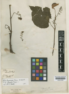 Kew Gardens K000574928:  s.coll. [s.n.]