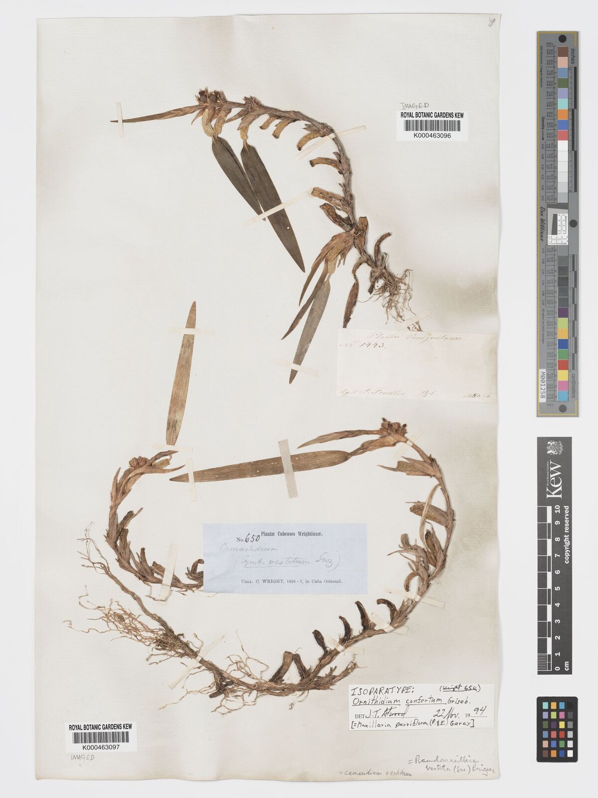 Kew Gardens K000463097:  Wright, C. [650] Cuba