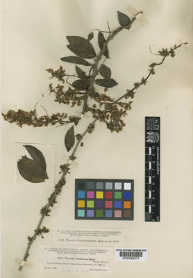 Kew Gardens K000082074:  Heyde; Lux [6112] Guatemala