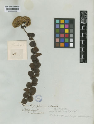 Kew Gardens K000488903:  Tweedie [s.n.] Brazil