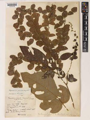 Kew Gardens K000587486:  Kerr, A.F.G. [766] Thailand