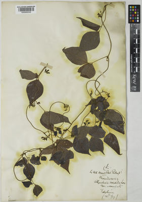 Kew Gardens K000900349:  Maximowicz, C.J. [s.n.] Japan