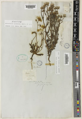 Kew Gardens K000796892:  Nuttall, T. [s.n.] United States