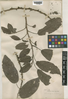 Kew Gardens K000741656:  s.coll. [s.n.] Indonesia