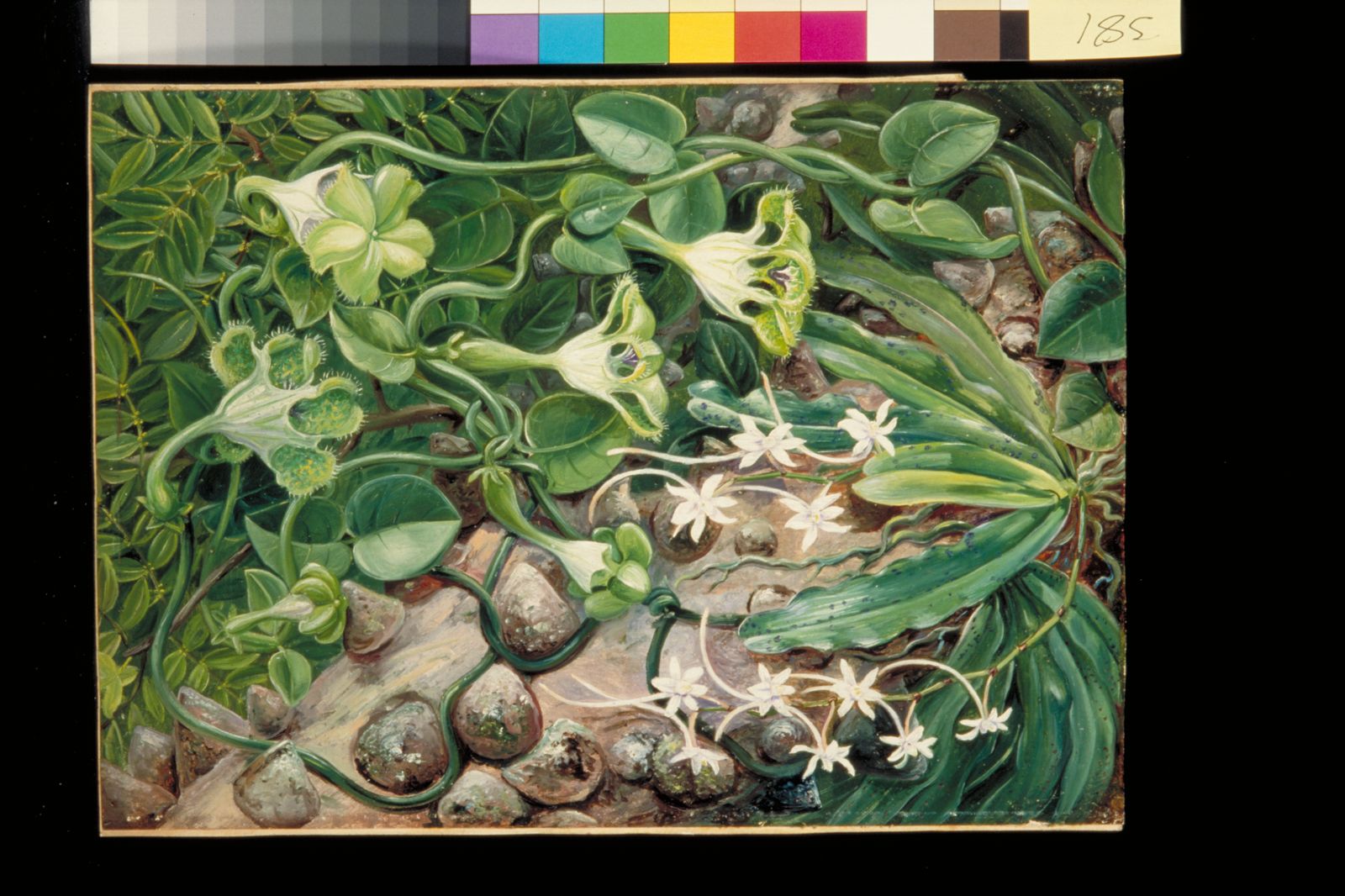 Cape Prickly Yellowwood